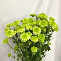 hell Grün China Aster Blumensamen zur Aussaat Halbschatten verträglich Traditionssorte & ohne Gentechnik Samen Hausgarten