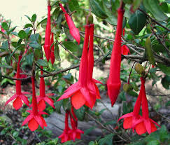 dunkel Kastanienrot Rot Fuchsie Blumensamen zur Aussaat Wildblume Mischung Traditionssorte & ohne Gentechnik Samen Hausgarten