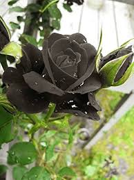 Gray Weiß Rose Blumensamen zur Aussaat Bestäuber freundlich Traditionssorte & ohne Gentechnik Samen Hausgarten