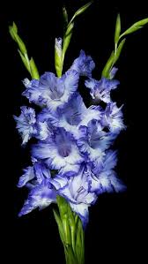Weiß SkyBlue Gladiole Blumensamen zur Aussaat Halbschatten verträglich Traditionssorte & ohne Gentechnik Samen Hausgarten