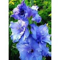 Weiß SkyBlue Gladiole Blumensamen zur Aussaat Halbschatten verträglich Traditionssorte & ohne Gentechnik Samen Hausgarten