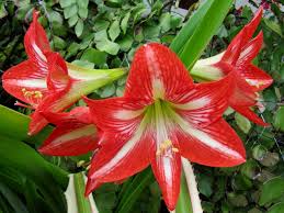 hell Rot Weiß Ritterstern Blumensamen zur Aussaat duftend Blüten Traditionssorte & ohne Gentechnik Samen Hausgarten