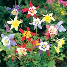 Gemischt Akelei Blumensamen zur Aussaat leuchtend Blüten Traditionssorte & ohne Gentechnik Samen Hausgarten