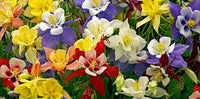 Gemischt Akelei Blumensamen zur Aussaat leuchtend Blüten Traditionssorte & ohne Gentechnik Samen Hausgarten