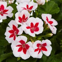 Weiß DarkRed Geranie Pelargonium Samen zur Aussaat leuchtend Traditionssorte & ohne Gentechnik Samen Hausgarten