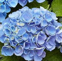 Himmelblau Geranie Pelargonium Blumensamen zur Aussaat ideal Rabatten Traditionssorte & ohne Gentechnik Samen Hausgarten