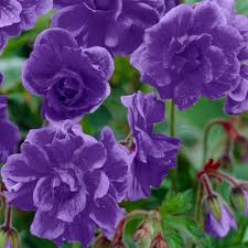 Blau Univalve Geranie Blumensamen zur Aussaat hochwertige Qualitäts- Traditionssorte & ohne Gentechnik Samen Hausgarten