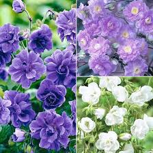 Blau Univalve Geranie Blumensamen zur Aussaat hochwertige Qualitäts- Traditionssorte & ohne Gentechnik Samen Hausgarten