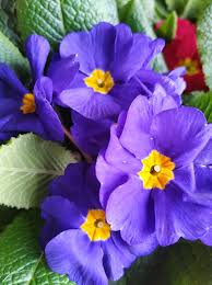 Lila Primel Herbst Blumensamen zur Aussaat Bestäuber freundlich Traditionssorte & ohne Gentechnik Samen Hausgarten