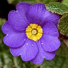 Lila Primel Herbst Blumensamen zur Aussaat Bestäuber freundlich Traditionssorte & ohne Gentechnik Samen Hausgarten