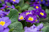 Lila Primel Herbst Blumensamen zur Aussaat Bestäuber freundlich Traditionssorte & ohne Gentechnik Samen Hausgarten