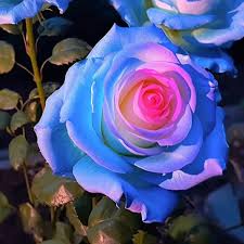 Himmelblau Rosa Rose Blumensamen zur Aussaat Garten beliebt Traditionssorte & ohne Gentechnik Samen Hausgarten