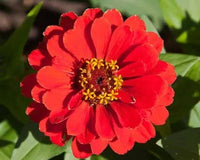 Single Petal Zinnie Mischung Blumensamen zur Aussaat hochwertige Qualitäts- Traditionssorte & ohne Gentechnik Samen Hausgarten