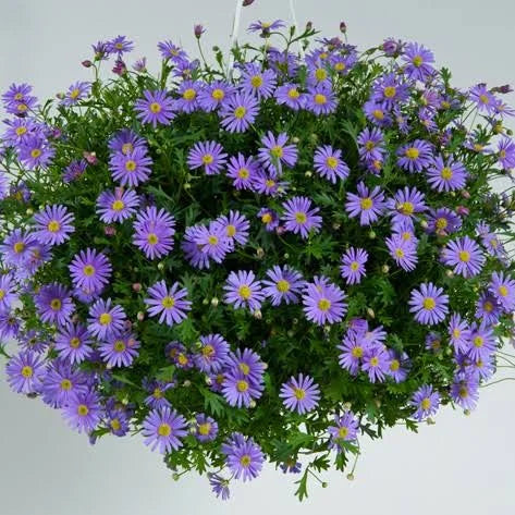 Blau Brachycome Blumensamen: wichtig Aussaat Leitfaden