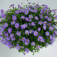 Blau Brachycome Blumensamen: wichtig Aussaat Leitfaden