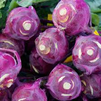 Lila Beet  Samen zum Pflanzen