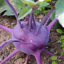 Lila Beet  Samen zum Pflanzen