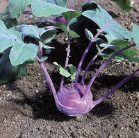 Lila Beet  Samen zum Pflanzen