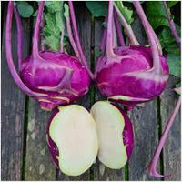 Lila Beet  Samen zum Pflanzen