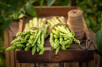 Wild Asparagus Planting Samen for Lush Growth and Culinary Delights - Seed for Garden Enthusiasts