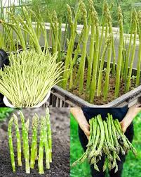 Semi di asparago selvatico per la semina, per una crescita rigogliosa e delizie culinarie - Semi per appassionati dell'orto