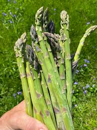 Wild Asparagus Planting Samen for Lush Growth and Culinary Delights - Seed for Garden Enthusiasts