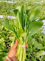 Choy Sum Gemüsesamen for Quick and Easy Growth