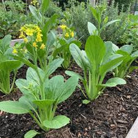 Choy Sum Gemüsesamen for Quick and Easy Growth