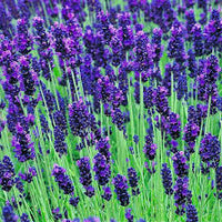 munstead lavender lavandula angustifolia samen