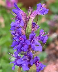 hyssop hyssopus officinalis samen