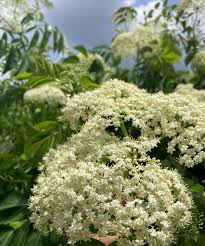elderberry samen improved cultivar mix sambucus nigra