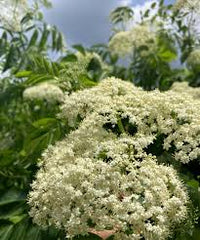 elderberry samen improved cultivar mix sambucus nigra