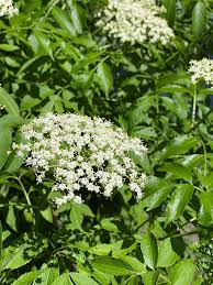 elderberry samen improved cultivar mix sambucus nigra