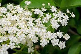 elderberry samen improved cultivar mix sambucus nigra