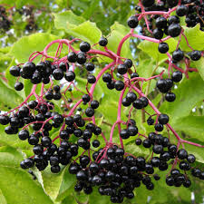 elderberry samen black sambucus nigra