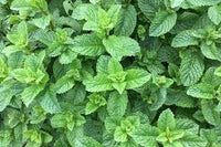 common mint samen mentha spicata