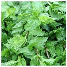 common mint samen mentha spicata