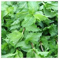 common mint samen mentha spicata