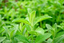 lemon balm samen melissa officinalis