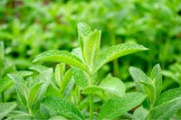 lemon balm samen melissa officinalis