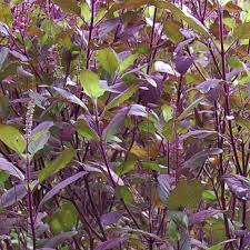 tulsi krishna basil ocimum sanctum samen