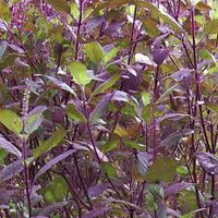 tulsi krishna basil ocimum sanctum samen