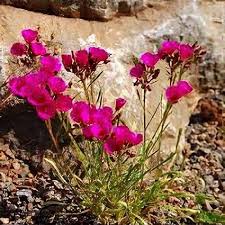 red rock purslane ruby tuesday calandrinia umbellata flower Kräuterpflanze samen