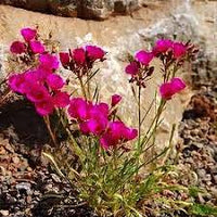 red rock purslane ruby tuesday calandrinia umbellata flower Kräuterpflanze samen