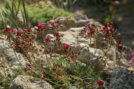 red rock purslane ruby tuesday calandrinia umbellata flower Kräuterpflanze samen