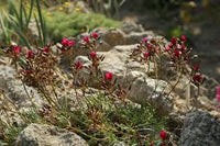 red rock purslane ruby tuesday calandrinia umbellata flower Kräuterpflanze samen