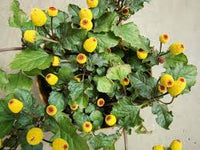 toothache eyeball pflanze spilanthes oleracea red yellow flower Kräuterpflanze samen