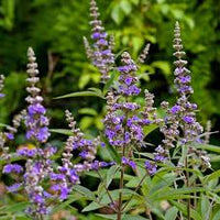 kaufen vitex agnus pflanze samen für pflanzung Stück, 100 Stück