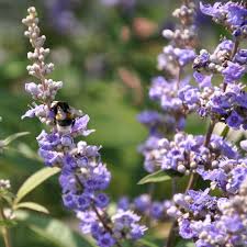 kaufen vitex agnus pflanze samen für pflanzung Stück, 100 Stück