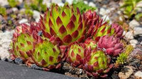 kaufen maroon jovibarba pflanze samen pflanzung tips Stück, 100 Stück